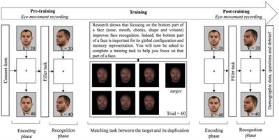 Training Participants to Focus on Critical Facial Features Does Not Decrease Own-Group Bias